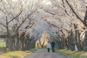 cerezo en flor kioto