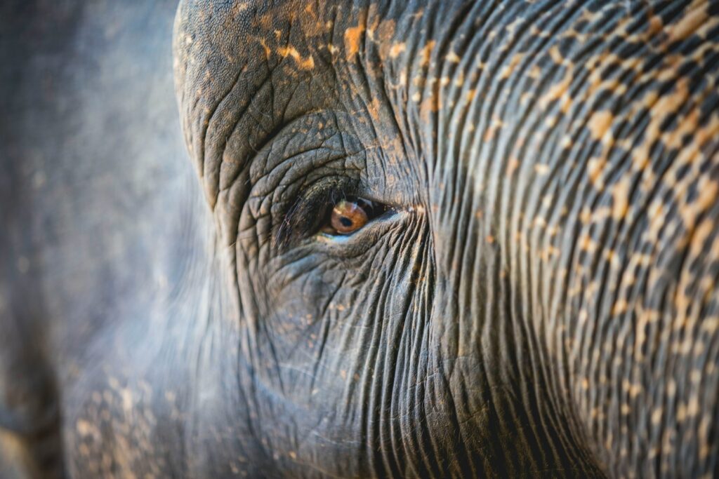 elefante en sri lanka