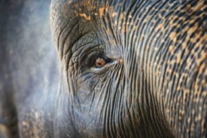 elefante en sri lanka