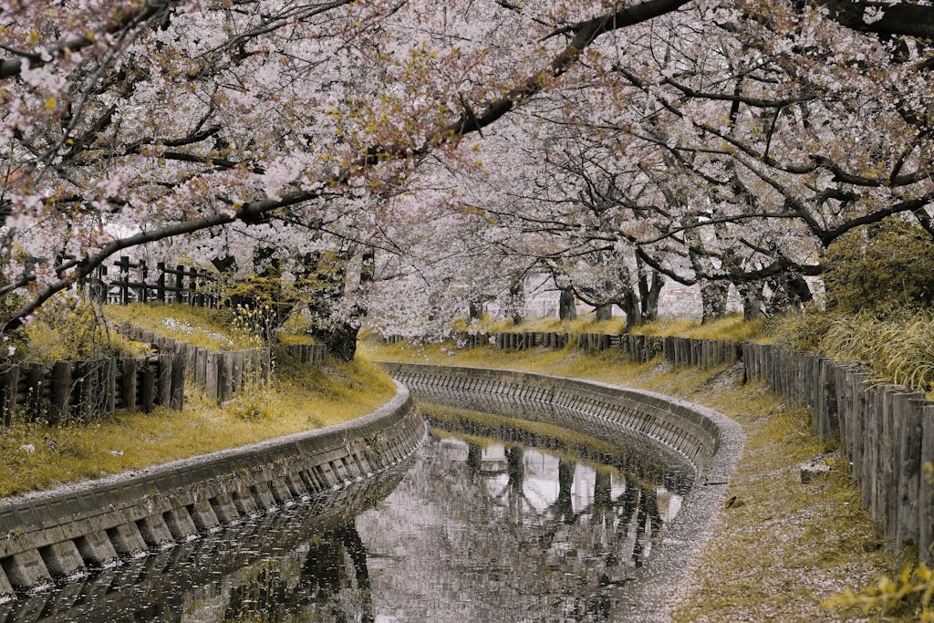 Cherry blossom trees line a peaceful canal, offering a beautiful spring landscape filled with pink blooms.