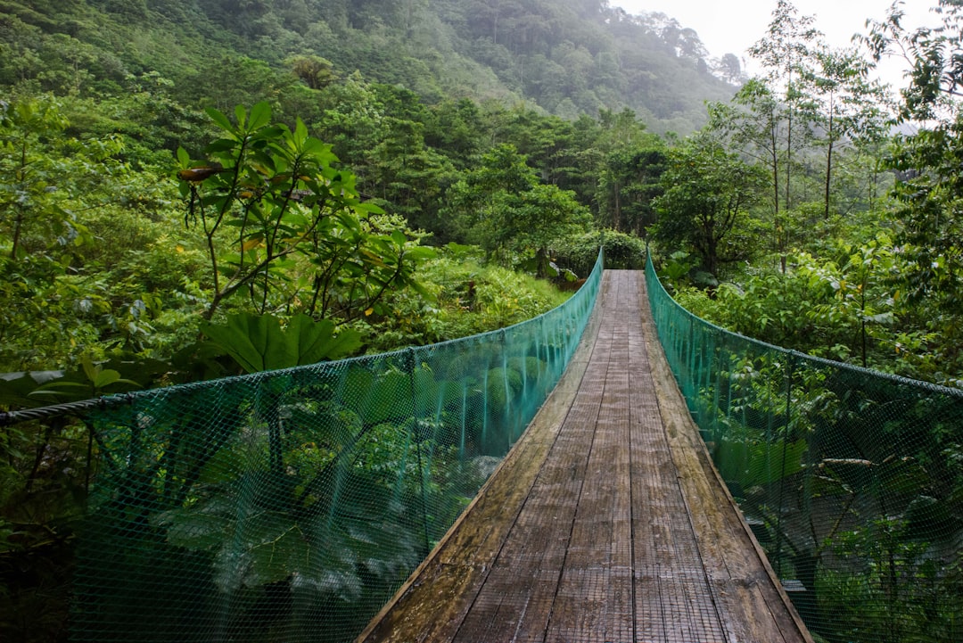 Puente colgante entre la selva de Costa Rica