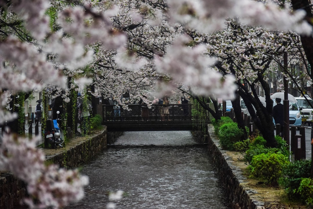 Camino entre cerezos en flor en Japón durante la primavera