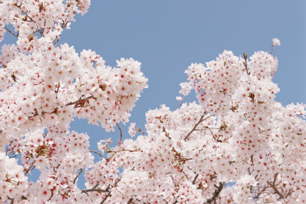 Cerezos en flor en Japón durante la primavera