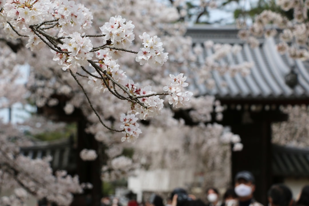 Personas disfrutando del hanami bajo los cerezos en flor en Japón