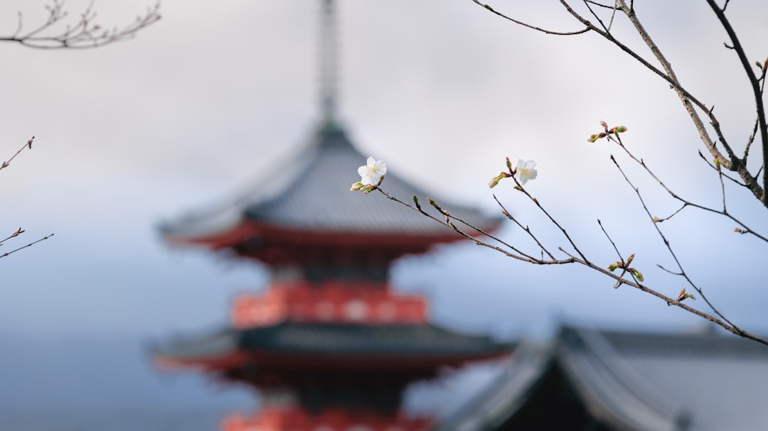 Templo japonés entre cerezos en flor en primavera