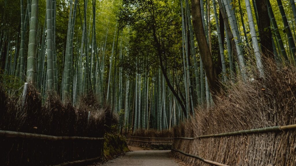 Bosque de bambú en Japón en primavera
