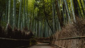 Bosque de bambú en Japón en primavera
