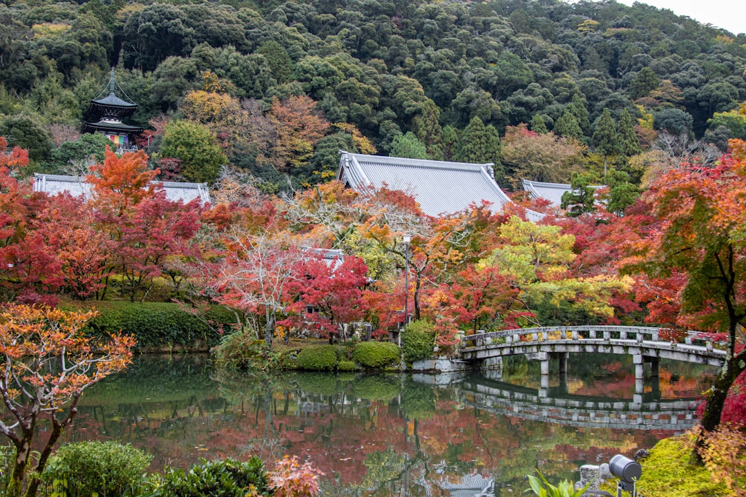 Templo de Kioto rodeado de vegetación en primavera