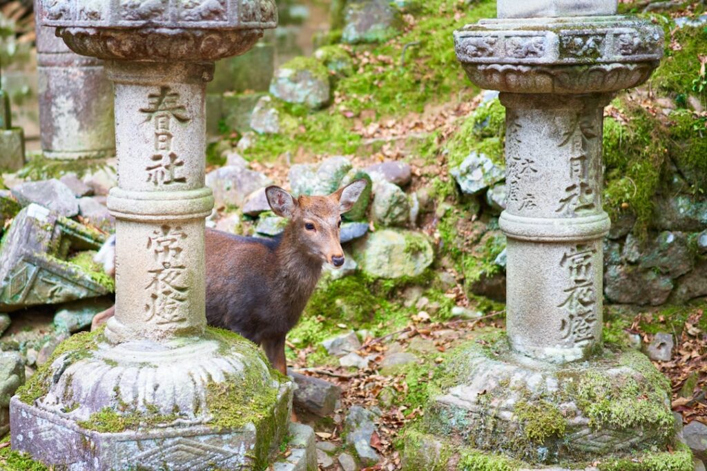 Ciervo en Nara, Japón