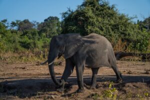Elefante caminando por la sabana africana