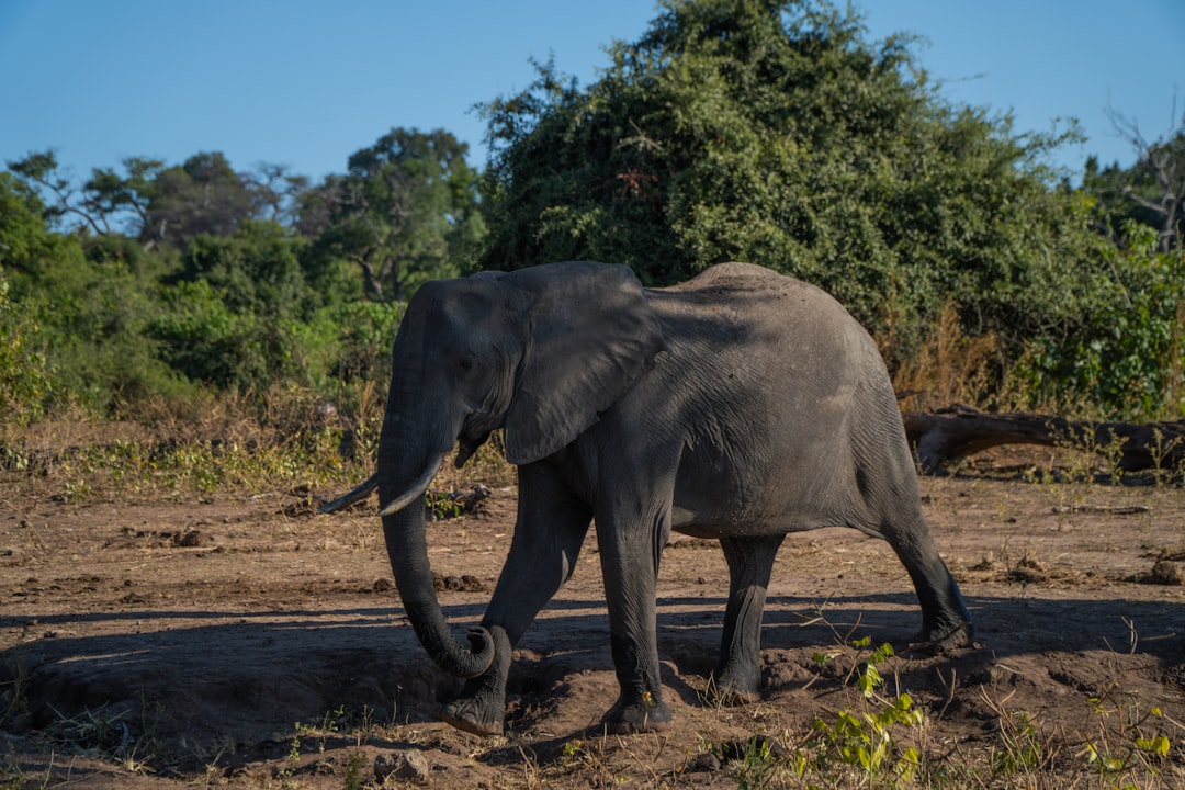 Elefante caminando por la sabana africana