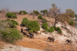 Manada de elefantes durante un safari en África