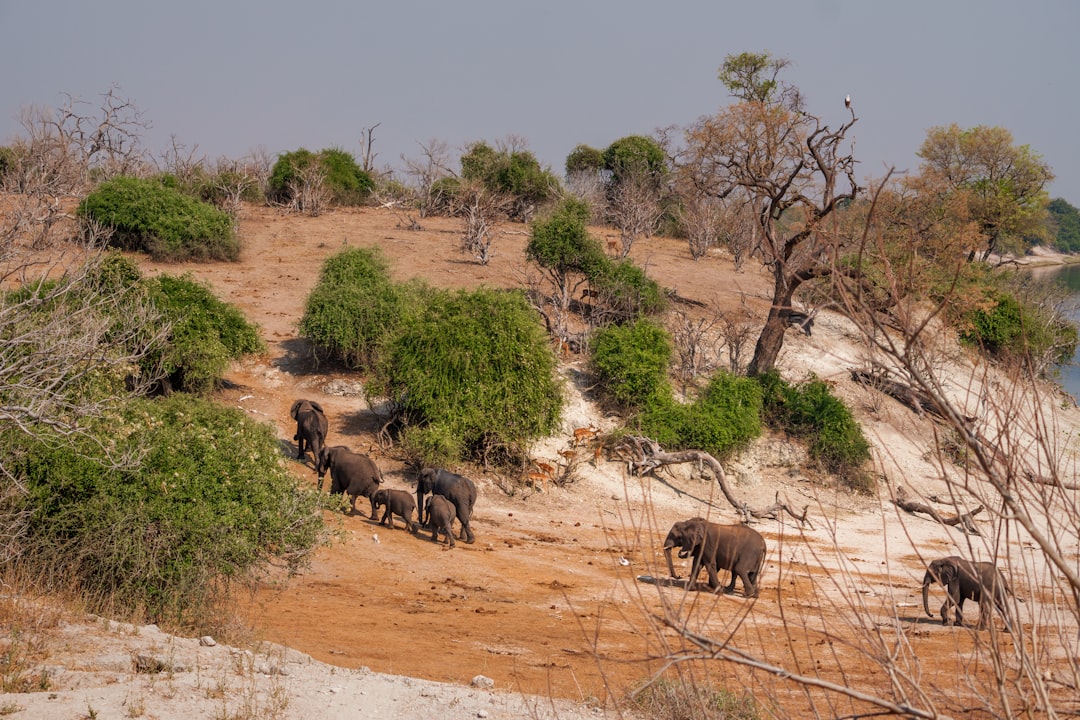 Manada de elefantes durante un safari en África
