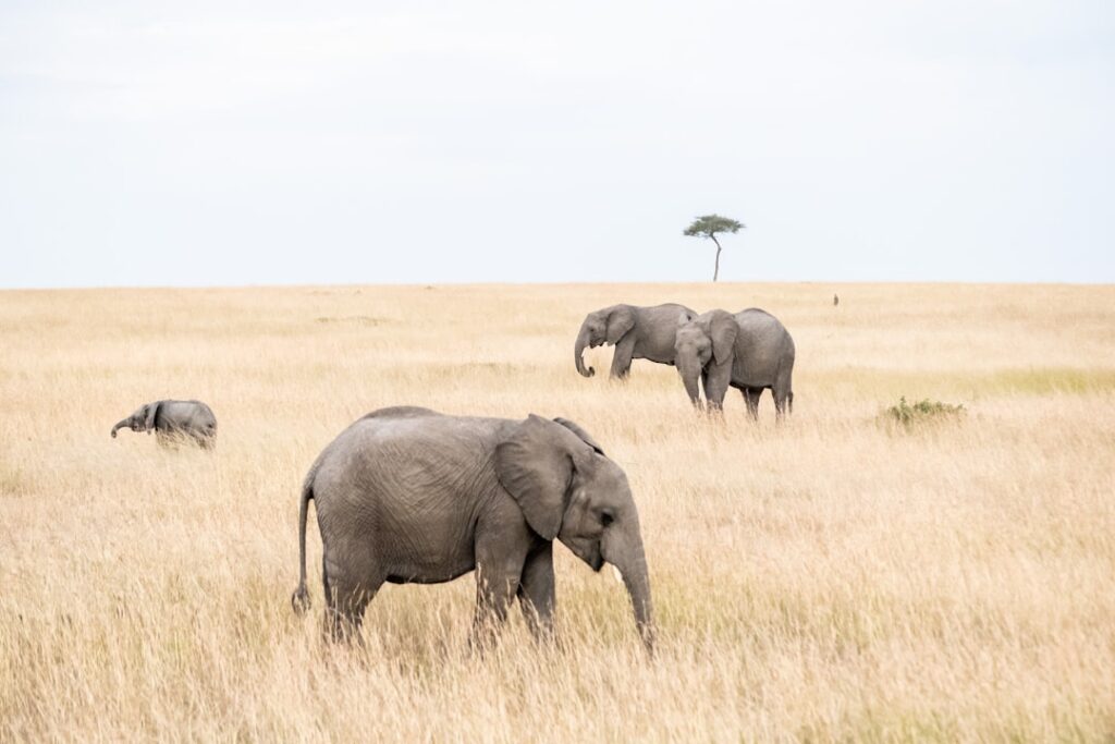 Elefantes durante un safari en Kenia